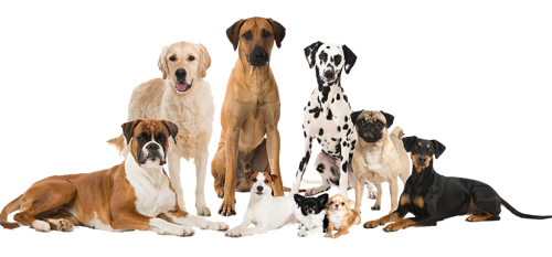 Kunden werben Hunde