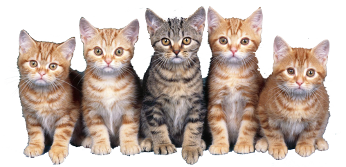 Kunden werben Katzen